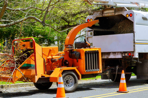 How Our Tree Care Process Works  in Fruit Heights, UT